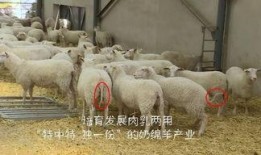 点羊视频在线观看,在线观看，畅享精彩瞬间